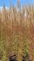 Preview: Miscanthus sinensis "Ferner Osten" - (Garten-Chinaschilf "Ferner Osten"),
